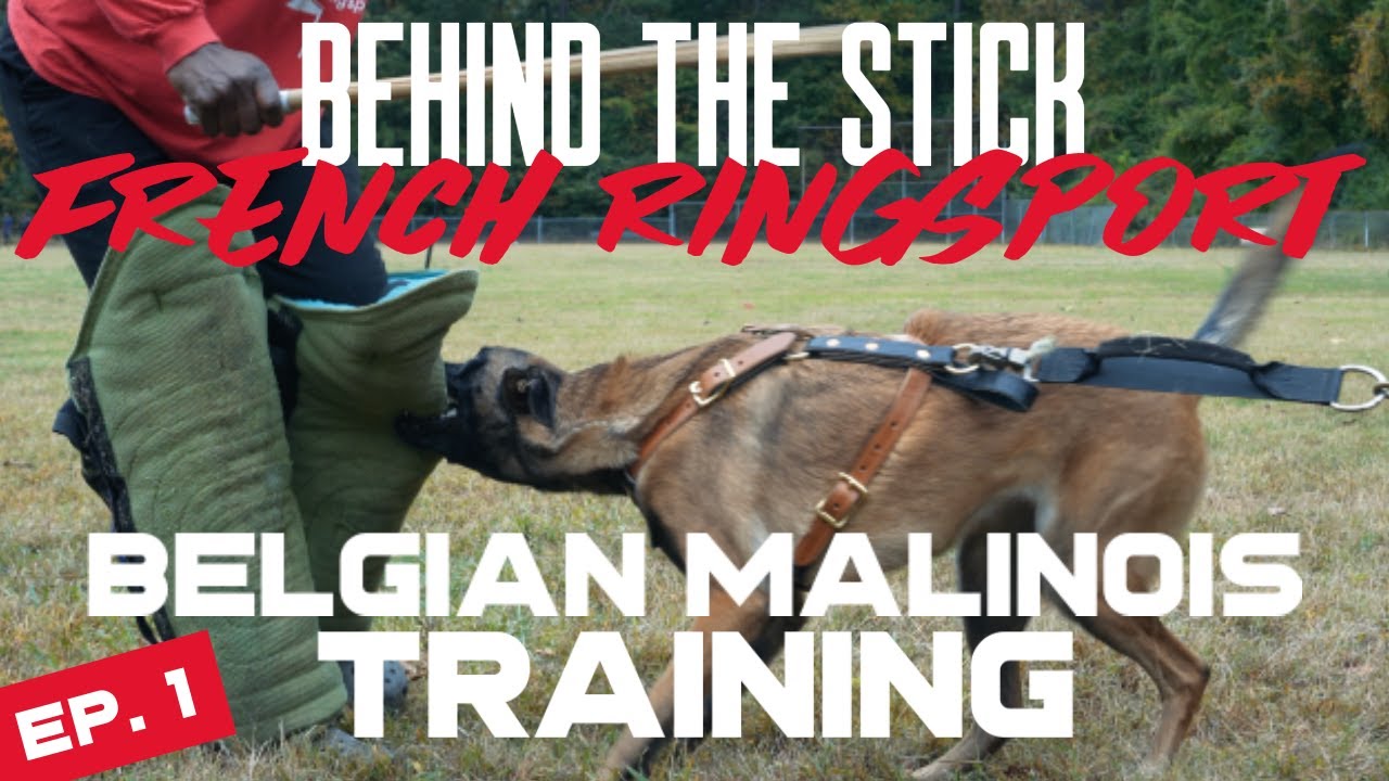 Behind The Stick - Ep. 1 - Series Debut - French Ring Sport Protection Dog Training - Building Grip