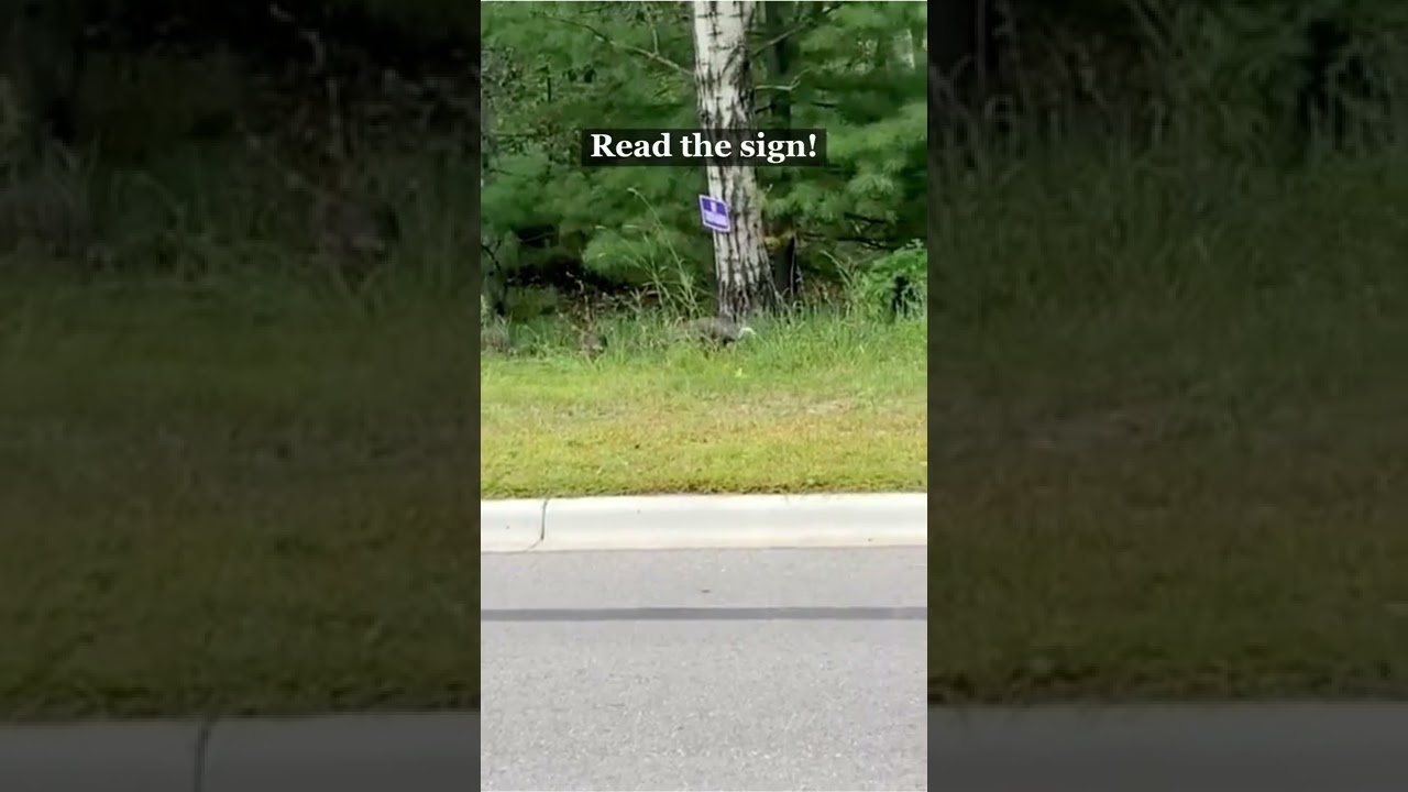 Cat Bureau of Investigation catch turkeys trespassing.#