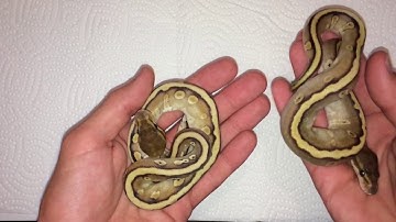 Update on Clutches 8 & 9 + a question for you all