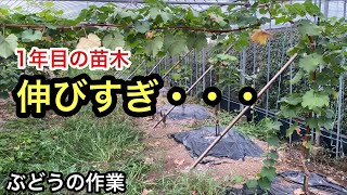 「ぶどうの作業」1年目の苗木はどうなった？仕立て方間違ったかな・・・。