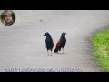 Greater coucal A Bird Video.