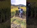 Efficient Harvesting: Portable Brush Cutter Machines Used to Harvest Rice Fields