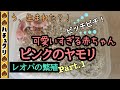 【レオパの繁殖#1】ちっさいヤモリの赤ちゃん大地に降り立つ_ヒョウモントカゲモドキ爬虫類繁殖交尾産卵孵化_Breeding of Leopard Gecko