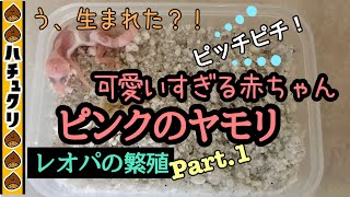 【レオパの繁殖#1】ちっさいヤモリの赤ちゃん大地に降り立つ_ヒョウモントカゲモドキ爬虫類繁殖交尾産卵孵化_Breeding of Leopard Gecko