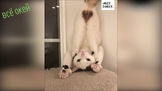 смешные видео про котов Смешные кошки Funny Cats 2019 смешные видео про котов Смешные кошки Funny Cats 2019