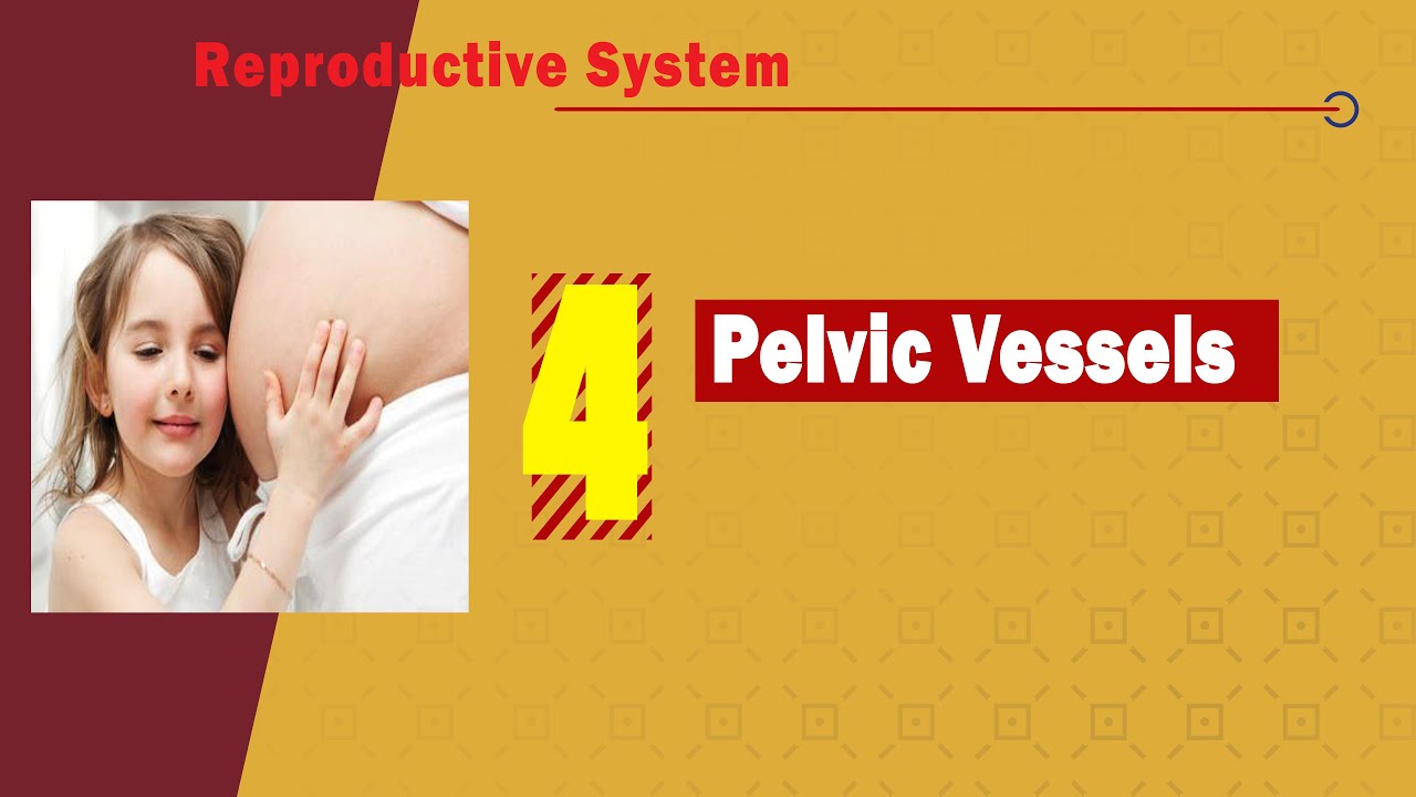 𝟎𝟒. 𝐏𝐞𝐥𝐯𝐢𝐜 𝐯𝐞𝐬𝐬𝐞𝐥𝐬 👉 🩸⭕ 🚻 (الأوعية الحوضية)