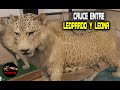 Cruce entre Leopardo y Leona – Cruce de Leon con Jaguar – cruce de león con tigre. LEONES HIBRIDOS