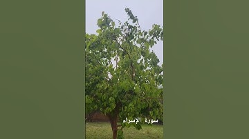 سورة الإسراء مع صوت المطر #quran #القرآن_الكريم #rainsounds #relaxing #religion