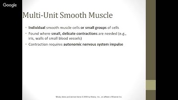 Chapter 7 - the Muscular System