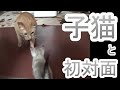 子猫と初対面。よちよち子猫にたじたじ先住猫。子猫がパペットマペット家に来た初日の様子です。