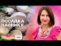 Як правильно вибрати часник для посадки восени  – Сніданок на дачі