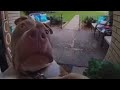 Dog ring doorbell (dog ring doorbell meme) dog ring doorbell with nose
