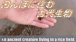 田んぼに生息する数億年前から姿を変えない生物。