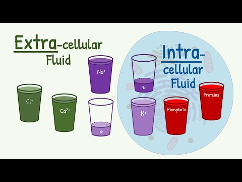 Video: Är intracellulär vätska detsamma som cytoplasma?