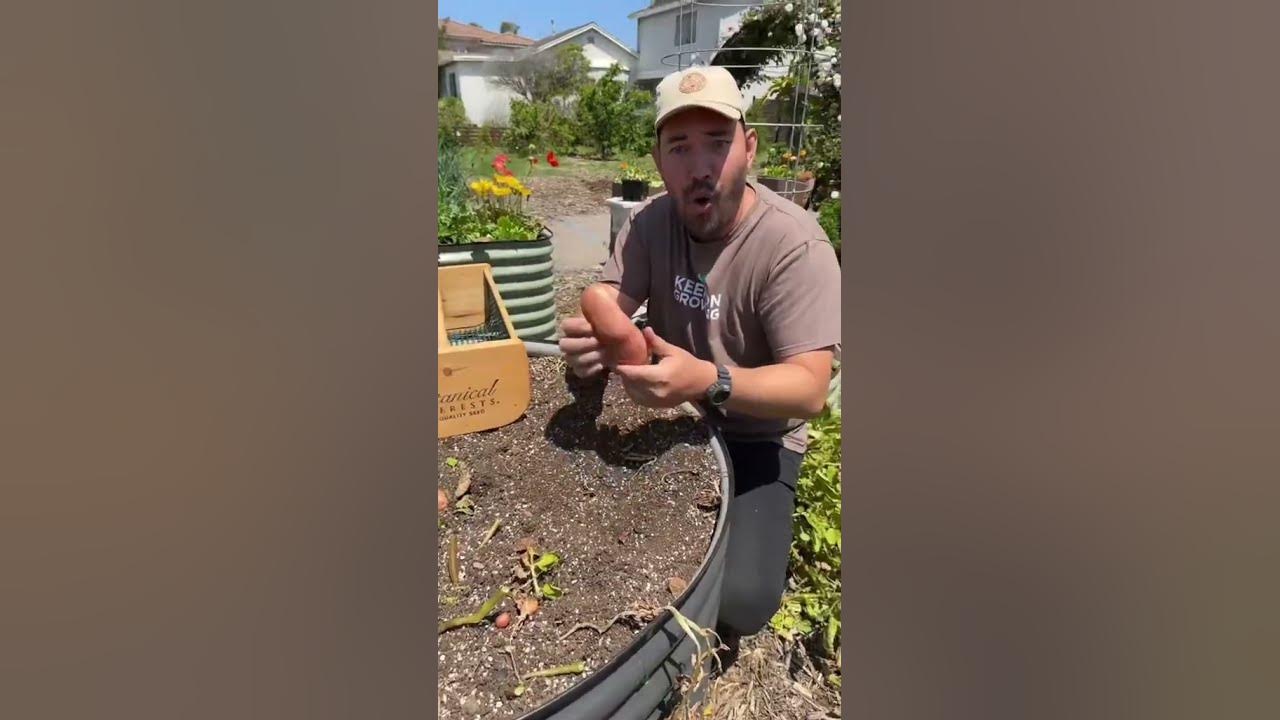 My most surprising potato harvest…