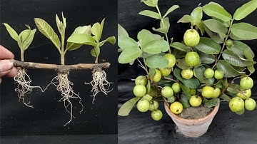 How To Grow Guava Trees From Cutting Using Onions Natural Rooting Hormone