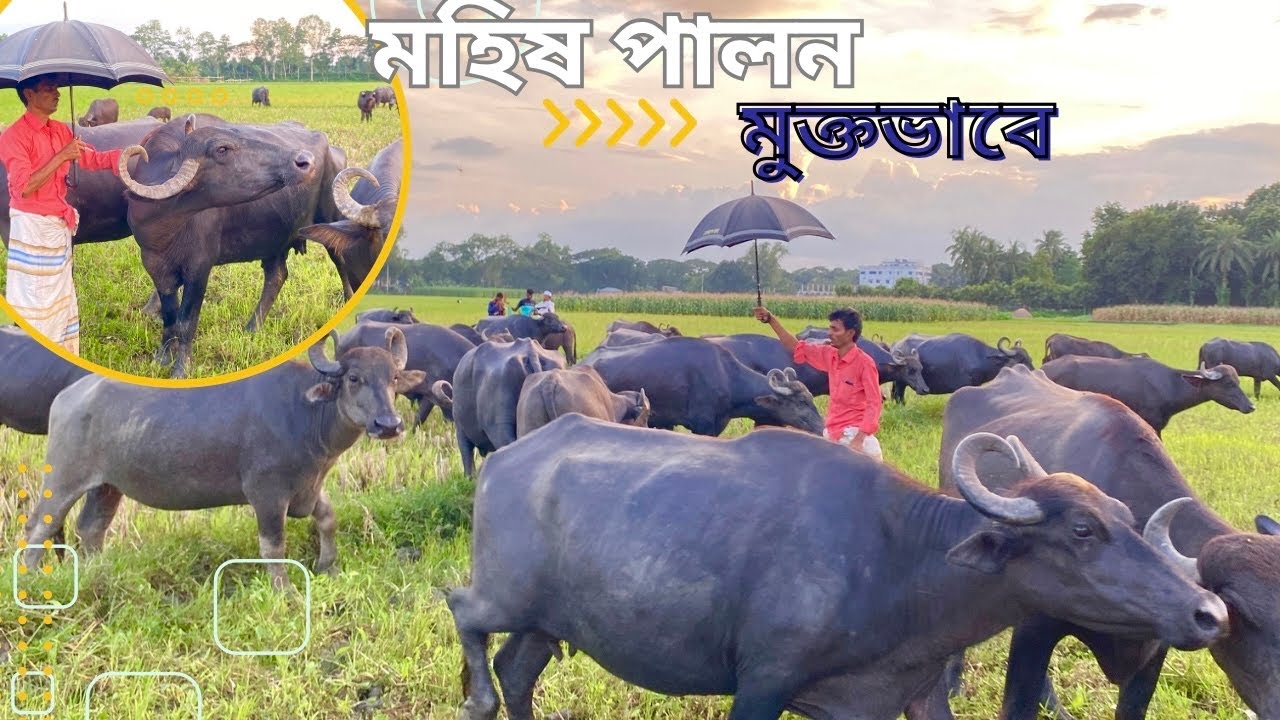 পুর্ব পুরুষ থেকে একই কাজে নিয়োজিত||মহিষ পালন করা||মুরশেদ কাকার বিজনেস ও সখের জিনিস||