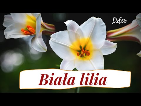Wideo: Biała Lilia