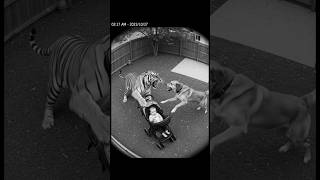 Dog Saves Baby From Tiger Attack | Real CCTV Footage #cctv  #TigerAttack #dogrescue  #RealFootage