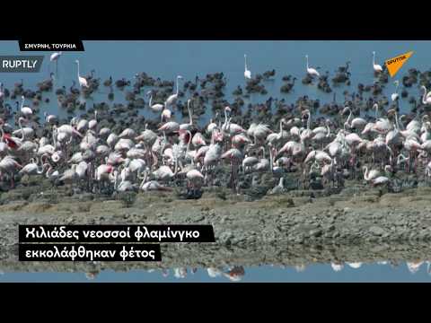 Βίντεο: Ένα παράθυρο στον παράδεισο των πουλιών
