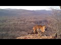 Амурские тигры с "Земли леопарда"
