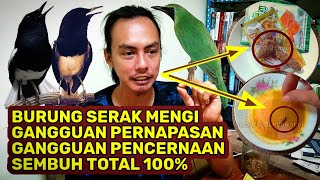 BEGINI CARA MUDAHNYA || TIPS MERAWAT BURUNG KACER SERAK | KACER MENGI ATAU BUKA TUTUP PARUH