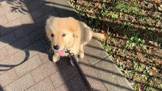 【遂にデビュー】はじめての散歩で人の温かさを知った、ゴールデンレトリバー子犬