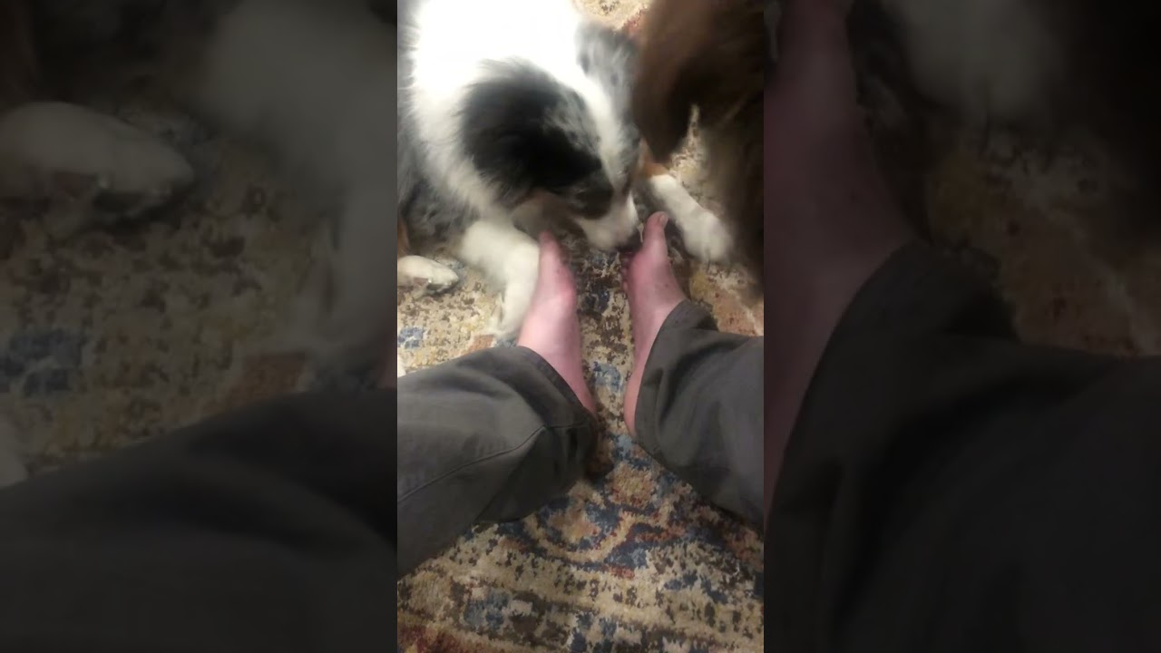 Dogs licking and grooming my feet ASMR