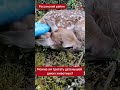 Гладить или не гладить? Вот в чём вопрос 🦌