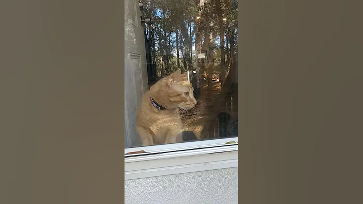 let meowt