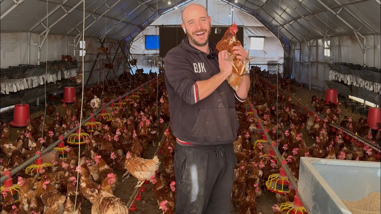 900 TAVUK AYDA KAÇ PARA KAZANDIRIR ? Kendi İşinin Memuru Ol 