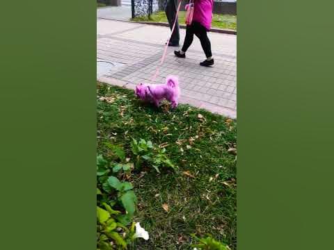 Веселенькая расцветочка😂😂😂 - YouTube