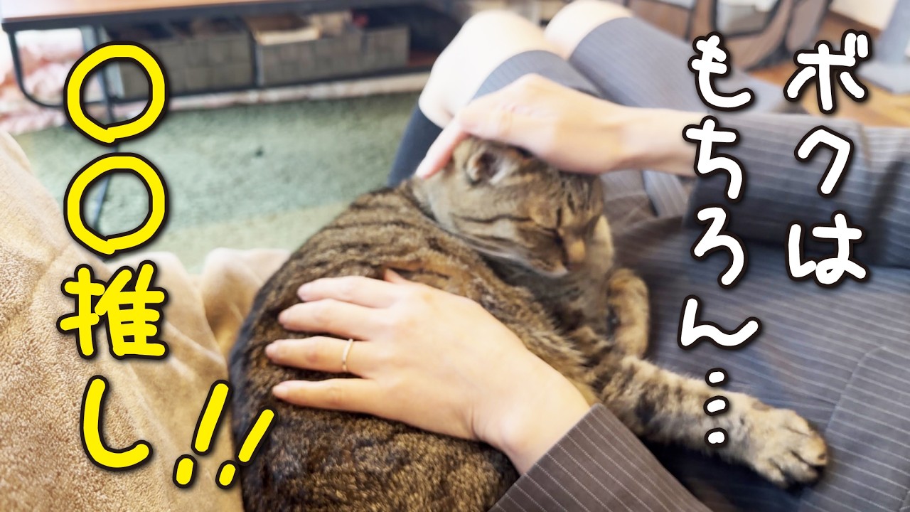 4匹の猫たちの「推し」はお父さん？それともお母さん？