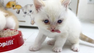 During the meal the kittens behave like piglets by Funny Kittens Video 1,018 views 2 months ago 2 minutes, 40 seconds