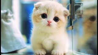 Funny Cat Videos 2020 Tik Tok Cute Dog Videos Tiktok Cutest Animals Compilations August 2020