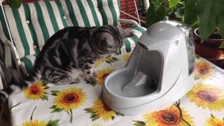 Drinkwell Platinum Pet Fountain: it was Dreamy's birthday gift by Dreamy Cat 291 views 6 years ago 3 minutes, 34 seconds