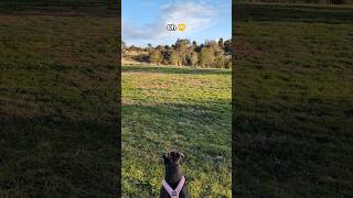 My Staffy Spotted A Kangaroo