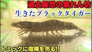 喧嘩を売る暴れん坊！！ブラックタイガーで本格的なエビフライを作る！！