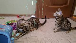 Бенгальские котята играют Бенгальские котята играют