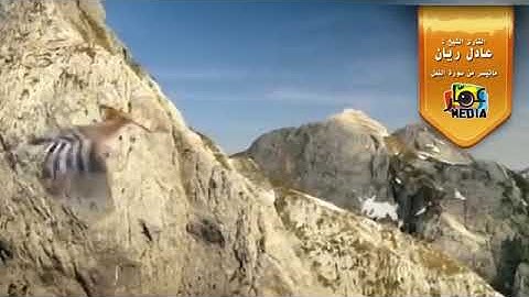 تلاوة للشيخ عادل ريان ما تيسر من سورة النمل