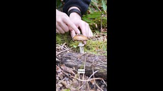 Amanita “warts” (Amanita pantherina)