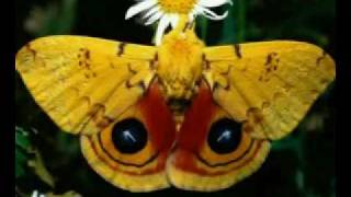 Nozie - plays - 22 Viola Del Pensiero on Hohner atlantic IV.MPG