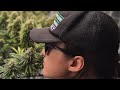 Photoperiod vs Autoflower, why photoperiod wins everytime. Organic vs Synthetic #livingsoil #plants 