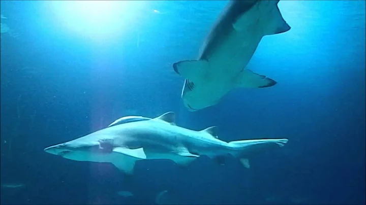 Stingray photobombs shark at oceanographic, valenica
