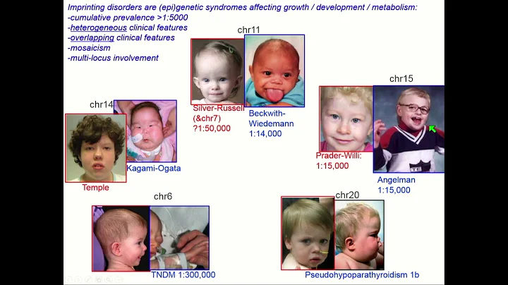 E05 1 Deborah Mackay: Overview on imprinting relat...
