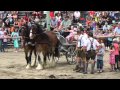 Shirehorseshow bei burg sommeregg in trefflingkrnten