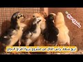 افضل وقت للربح من مشروع تربية افراخ دجاج العرب 