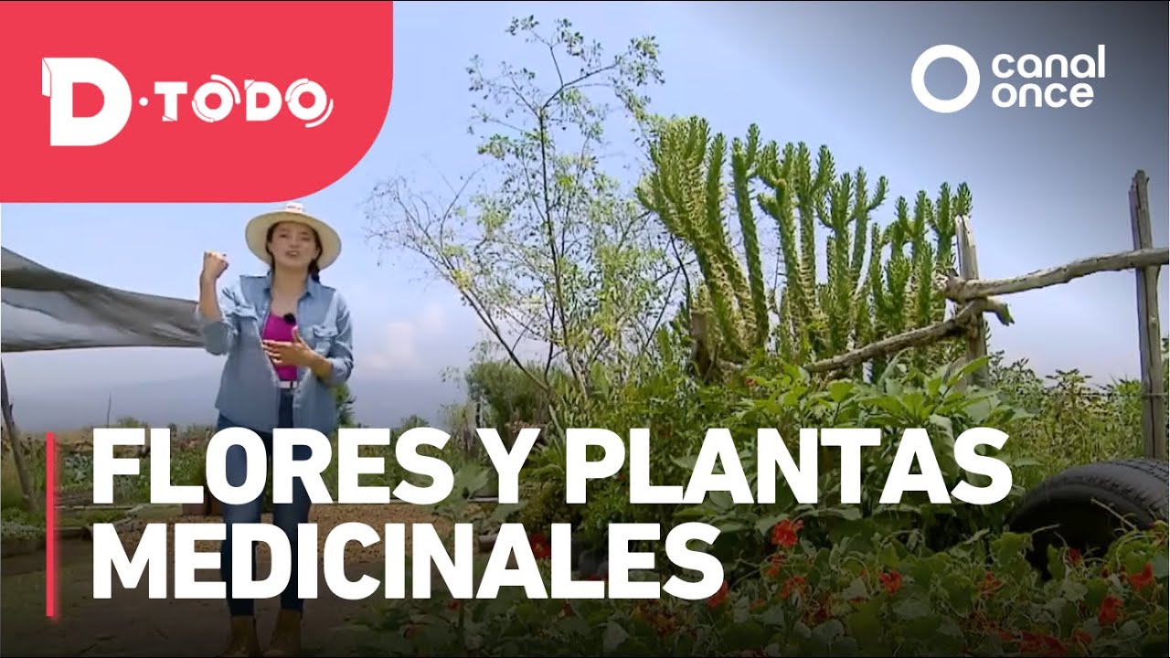 D Todo - Flores y plantas medicinales
