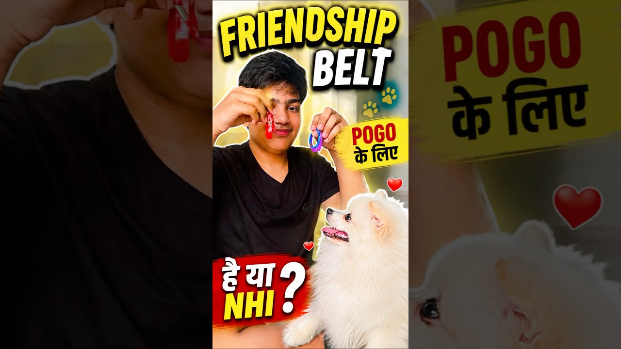 Pogo ke sath Friendship day♥️🥹 #youtubeshorts #hearttouching #cutedog