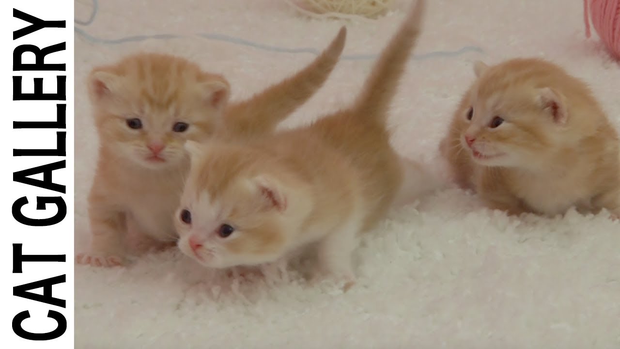 ほわほわこねこ ラブリー・キャット - YouTube